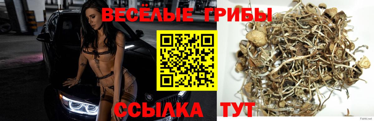 Псилоцибиновые грибы ЛСД  Галлюциногенные грибы GOLDEN TEACHER  Белореченск 